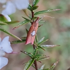 Canuza euspilella (A Crambid moth) at O'Malley, ACT - 7 Dec 2024 by Mike