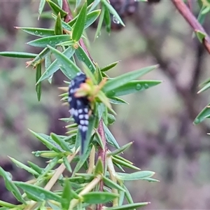 Mordella dumbrelli (Dumbrell's Pintail Beetle) at O'Malley, ACT by Mike