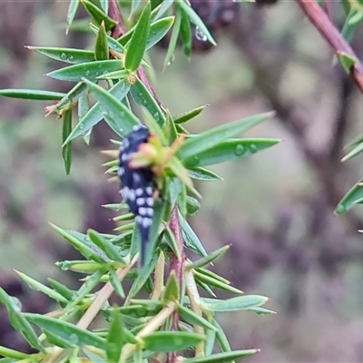 Mordella dumbrelli (Dumbrell's Pintail Beetle) at O'Malley, ACT - 7 Dec 2024 by Mike