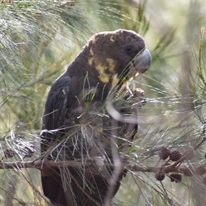 Calyptorhynchus lathami lathami at Hill Top, NSW - suppressed