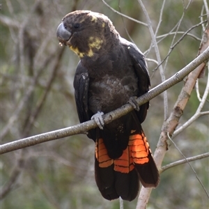 Calyptorhynchus lathami lathami at Hill Top, NSW - suppressed