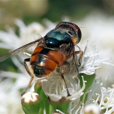 Austalis copiosa (Hover fly) at Yackandandah, VIC - 2 Dec 2024 by KylieWaldon