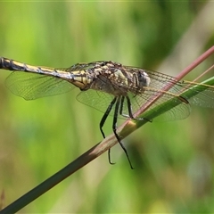 Orthetrum caledonicum (Blue Skimmer) at Yackandandah, VIC - 2 Dec 2024 by KylieWaldon