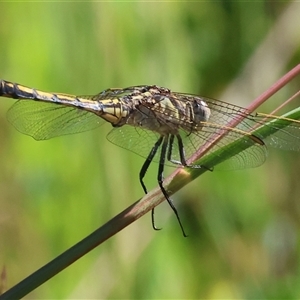 Orthetrum caledonicum at Yackandandah, VIC - 2 Dec 2024 08:42 AM