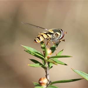 Simosyrphus grandicornis at Yackandandah, VIC - 2 Dec 2024 08:43 AM