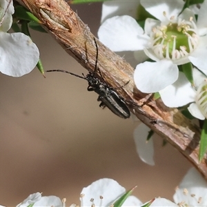 Lepturidea pascoei at Yackandandah, VIC by KylieWaldon