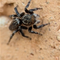 Maratus griseus (Jumping spider) at Holder, ACT - 6 Dec 2024 by Miranda