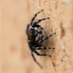 Maratus griseus at Holder, ACT - 6 Dec 2024 09:26 AM