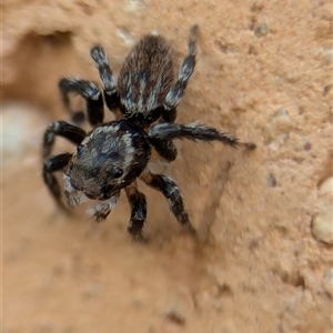 Maratus griseus at Holder, ACT - 6 Dec 2024 09:26 AM