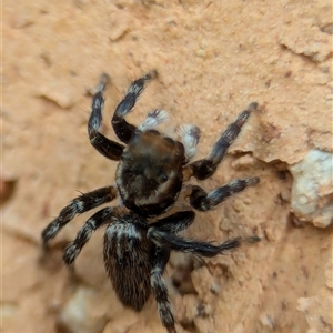 Maratus griseus at Holder, ACT - 6 Dec 2024 09:26 AM