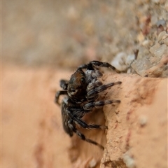 Maratus griseus at Holder, ACT - 6 Dec 2024 09:26 AM