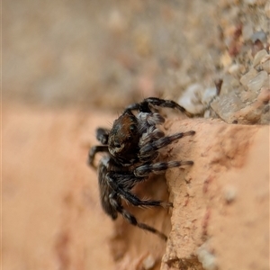 Maratus griseus at Holder, ACT - 6 Dec 2024 09:26 AM