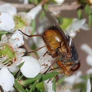 Unidentified Blow fly (Calliphoridae) at Yackandandah, VIC by KylieWaldon