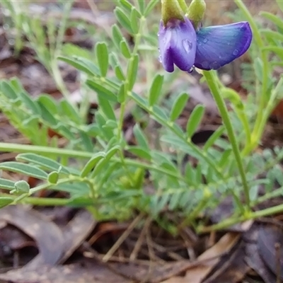 Swainsona monticola (Notched Swainson-Pea) at Cooma, NSW - 7 Dec 2024 by Teinm