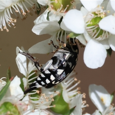 Mordellidae (family) (Unidentified pintail or tumbling flower beetle) at Yackandandah, VIC - 2 Dec 2024 by KylieWaldon