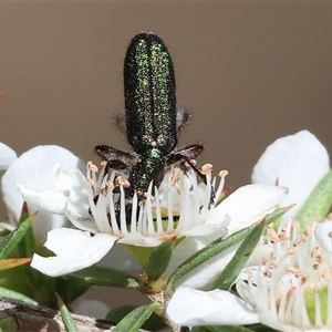 Unidentified Checkered Beetles (Cleridae) at Yackandandah, VIC by KylieWaldon