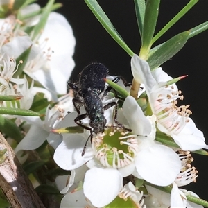 Eleale aspera at Yackandandah, VIC - 2 Dec 2024