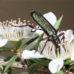 Eleale aspera at Yackandandah, VIC - 2 Dec 2024 08:47 AM