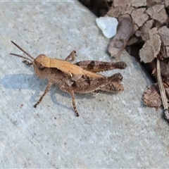 Phaulacridium vittatum (Wingless Grasshopper) at Yackandandah, VIC - 2 Dec 2024 by KylieWaldon