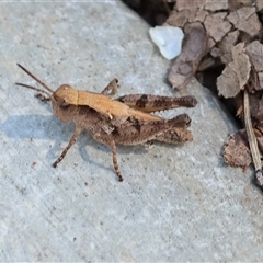 Phaulacridium vittatum (Wingless Grasshopper) at Yackandandah, VIC - 1 Dec 2024 by KylieWaldon