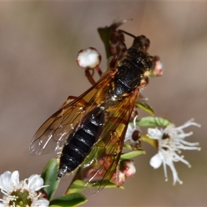 Thynninae (subfamily) at Jerrabomberra, NSW - 6 Dec 2024