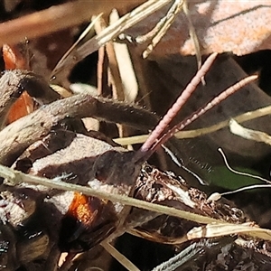 Goniaea australasiae at Yackandandah, VIC - 2 Dec 2024