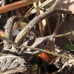 Goniaea australasiae at Yackandandah, VIC - 2 Dec 2024