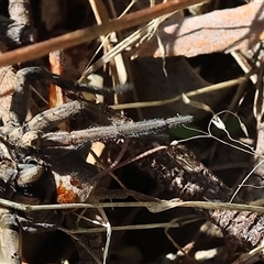 Goniaea australasiae at Yackandandah, VIC - 2 Dec 2024