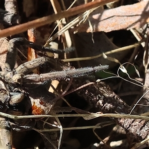 Goniaea australasiae at Yackandandah, VIC - 2 Dec 2024