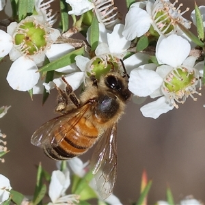 Apis mellifera at Yackandandah, VIC by KylieWaldon