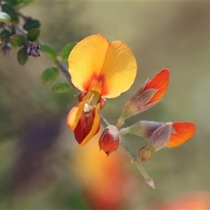 Mirbelia oxylobioides at Yackandandah, VIC by KylieWaldon