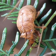 Psaltoda moerens (Redeye cicada) at Yackandandah, VIC - 1 Dec 2024 by KylieWaldon