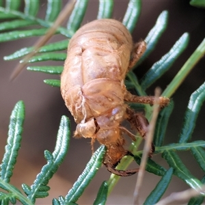 Psaltoda moerens (Redeye cicada) at Yackandandah, VIC by KylieWaldon