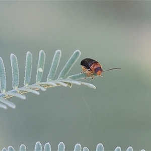 Semelvillea waraganji at Yackandandah, VIC by KylieWaldon