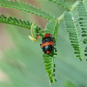 Dicranolaius bellulus (Red and Blue Pollen Beetle) at Yackandandah, VIC by KylieWaldon