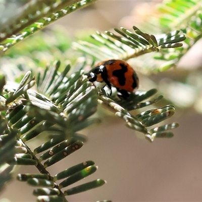 Coccinella transversalis (Transverse Ladybird) at Yackandandah, VIC - 2 Dec 2024 by KylieWaldon