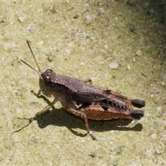 Unidentified Grasshopper, Cricket or Katydid (Orthoptera) at Murrumbateman, NSW - 6 Dec 2024 by amiessmacro