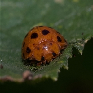 Epilachna sumbana (A Leaf-eating Ladybird) at Murrumbateman, NSW by amiessmacro