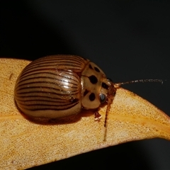 Paropsisterna intacta (Eucalyptus Leaf Beetle) at Freshwater Creek, VIC - 15 Apr 2020 by WendyEM