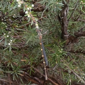 Austrolestes sp. (genus) at Queanbeyan West, NSW by Paul4K