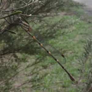 Austrolestes leda at Queanbeyan West, NSW - 7 Dec 2024 07:47 AM