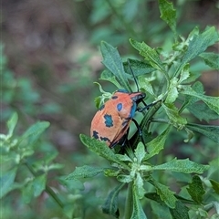 Tectocoris diophthalmus (Cotton harlequin bug) at Mount Kembla, NSW - 7 Dec 2024 by BackyardHabitatProject