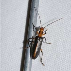 Copidita sp. (genus) at Freshwater Creek, VIC by WendyEM