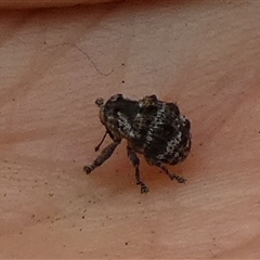 Unidentified Weevil (Curculionoidea) at Queanbeyan West, NSW - 6 Dec 2024 by Paul4K