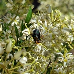 Amenia imperialis (Yellow-headed blowfly) at Mount Kembla, NSW - 4 Dec 2024 by BackyardHabitatProject