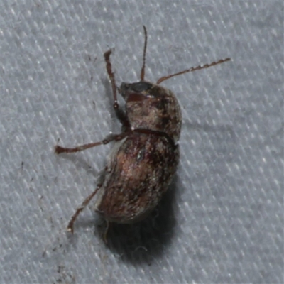 Cadmus sp. (genus) at Freshwater Creek, VIC - 15 Apr 2020 by WendyEM