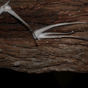 Unidentified Cap on a stem; gills below cap [mushrooms or mushroom-like] at Freshwater Creek, VIC by WendyEM