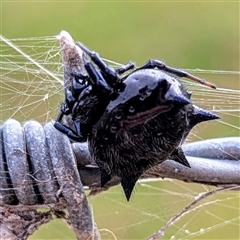 Austracantha minax (Christmas Spider, Jewel Spider) at Central Tilba, NSW - 7 Dec 2024 by HelenCross