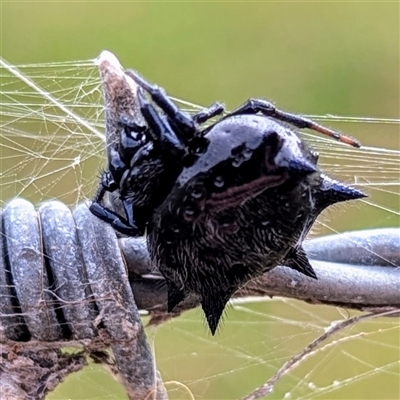 Austracantha minax (Christmas Spider, Jewel Spider) at Central Tilba, NSW - 7 Dec 2024 by HelenCross