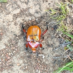 Anoplognathus montanus (Montane Christmas beetle) at Forde, ACT - 5 Dec 2024 by TCosta